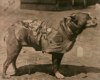 The incredible story of the dog Stubby during the war